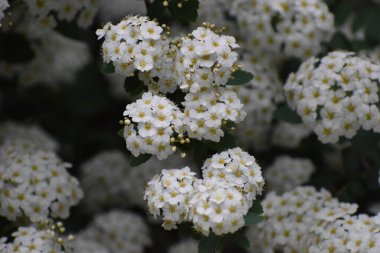 Bahçedeki güzel çiçekler