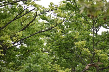 Ormanda yeşil yapraklar