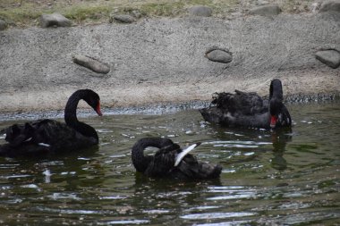Bir çift siyah beyaz kuğu gölette yüzüyor..