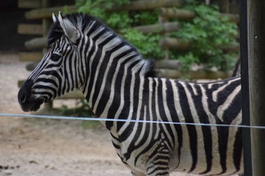 Zebra hayvanat bahçesinde