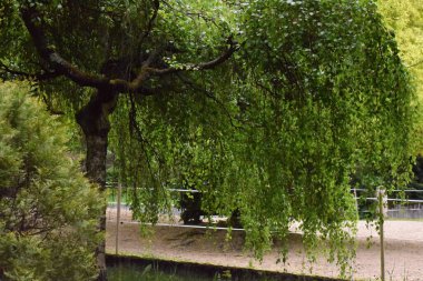 Ağaçları ve yeşil otları olan güzel bir manzara.