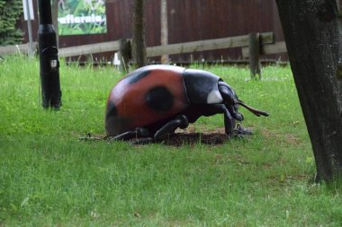 Siyah ve beyaz gergedan böceği (ceros cernis ceros cernis) )