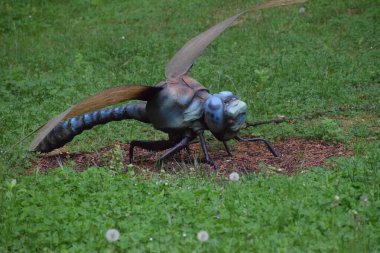 mavi - kanatlı böcek (ceracerrusis )