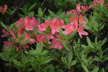 Bahçenin çiçekleri