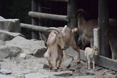 Hayvanat bahçesindeki keçiler