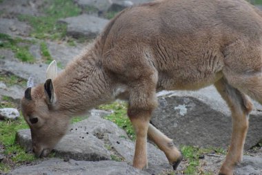 Ormandaki genç bir geyiğin yakın çekimi.