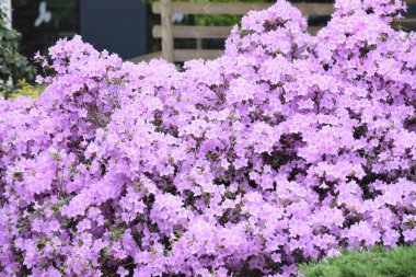 Bahçedeki güzel pembe çiçekler