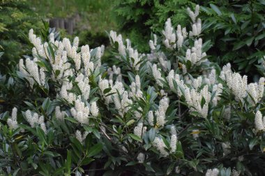 Yeşil çalıların beyaz çiçekleri