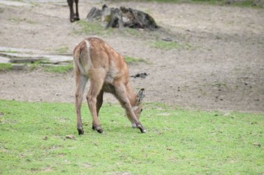 Ormanda genç bir geyik