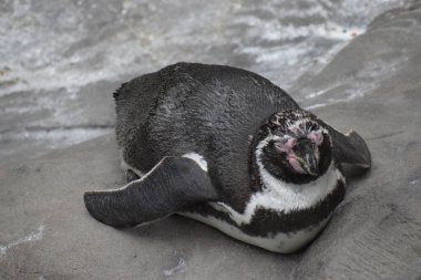 Şili 'de bir hayvanat bahçesinde penguen
