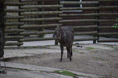 Ormandaki vahşi geyik