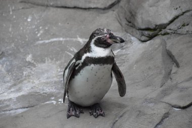 Hayvanat bahçesindeki penguen