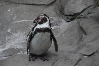 pengueni hayvanat bahçesinde