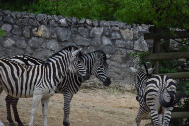 Zebra hayvanat bahçesinde