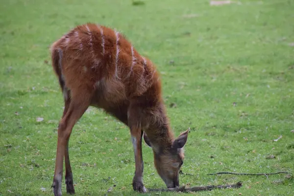 Doğadaki geyik. vahşi hayvan
