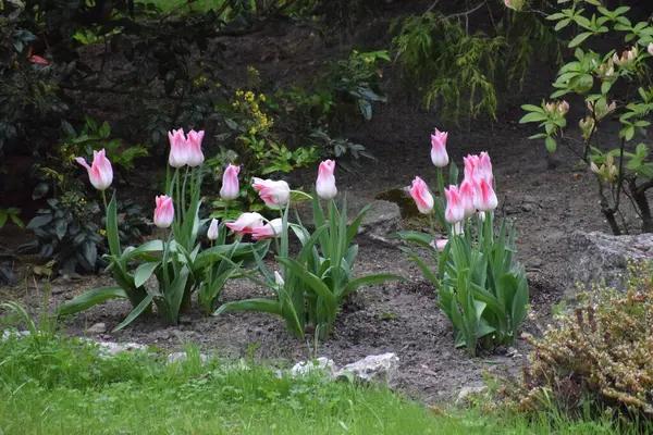 Bahçedeki güzel laleler