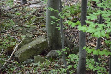 Parktaki ağaç gövdesi