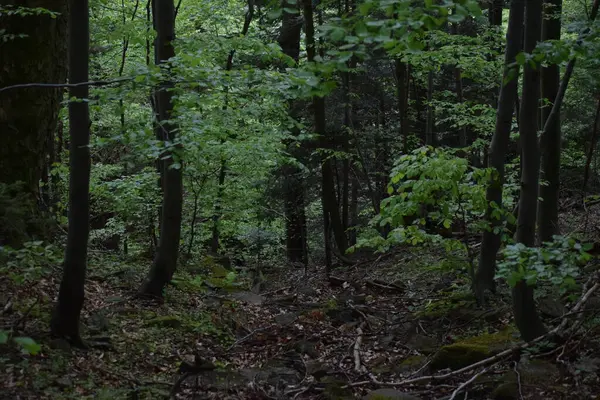 Koyu yeşil orman, yosun, ağaç, yapraklar doğada