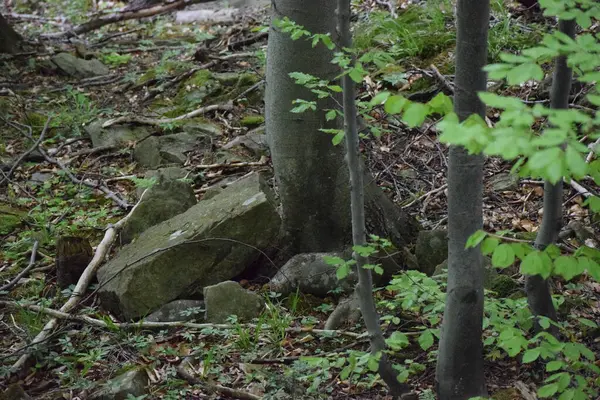 Dağlardaki ağaçların ormanı.