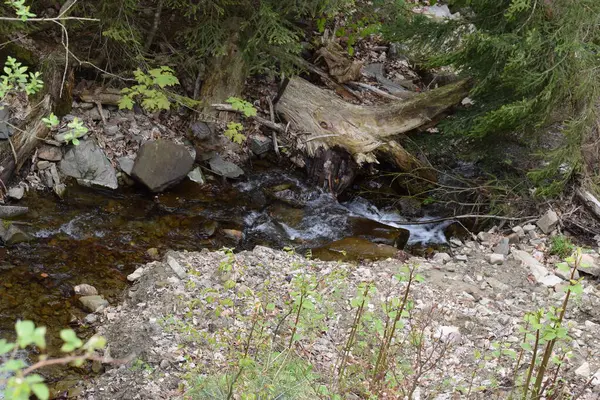 Ormanda deresi olan bir dere..