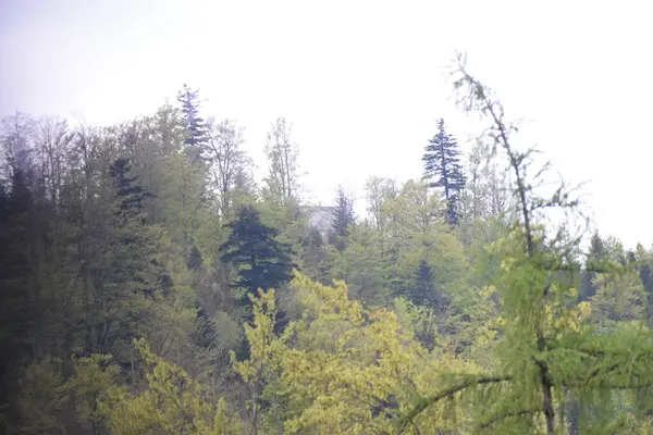 Ağaçlar, doğa ve orman bitkileri