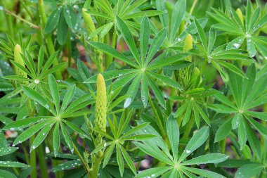 Bahçede taze ve yeşil yapraklar