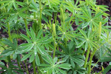 Yağmur damlaları olan bir bitkinin yeşil yaprakları