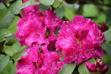 Parktaki güzel pembe rhododendron çiçekleri
