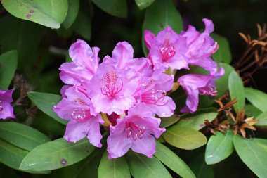 Bahçedeki güzel pembe çiçek