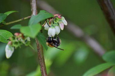 Güzel botanik fotoğrafı, doğal duvar kağıdı.
