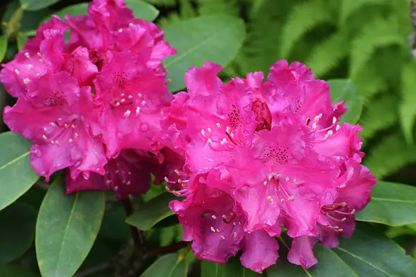 Bahçede Rhododendron çiçekleri