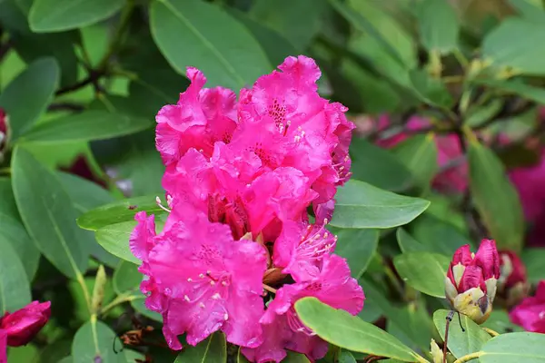 doğanın güzel çiçekler