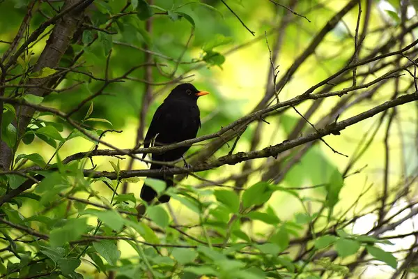 kırmızı karatavuk (turdus merula )