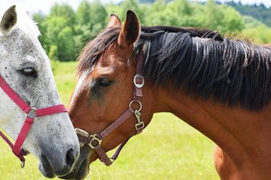 Otlakta iki at, yaklaşın.