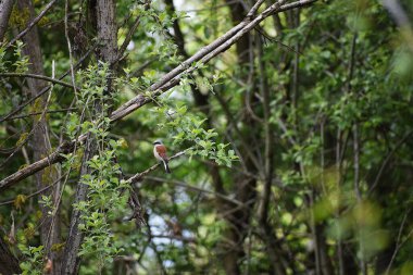 Kırmızı kuyruklu şahin kuşu (phourus furuurus) ormandaki bir ağaçta
