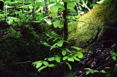 Bahçede yeşil yosun