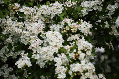Bahçedeki güzel beyaz çiçekler