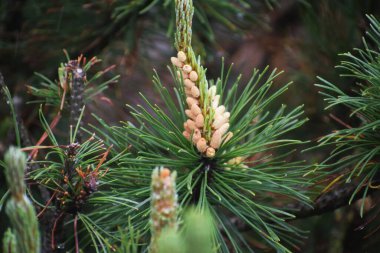 Ormanın arka planında kozalaklı çam ağacı