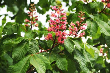 Bahçedeki güzel çiçekler