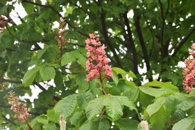 Güzel botanik fotoğrafı, doğal duvar kağıdı.