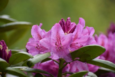 Bahçedeki güzel çiçekler