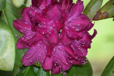 Dodendron çiçeği.