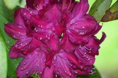 Bahçedeki güzel çiçekler