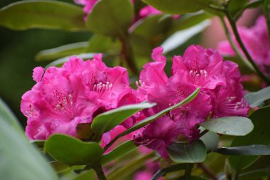 Bahçedeki pembe çiçek