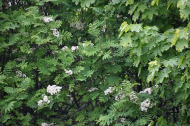 Çiçekteki kelebek .
