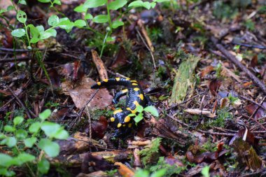 Ormandaki siyah ve sarı yılan