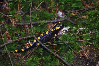 Bir kertenkeleye yakın çekim