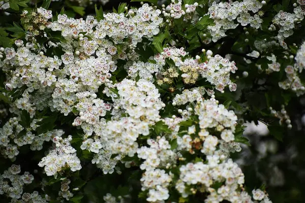Bahçedeki güzel beyaz çiçekler