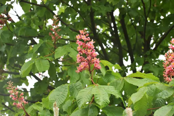 Güzel botanik fotoğrafı, doğal duvar kağıdı.