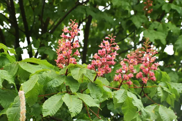 Güzel botanik fotoğrafı, doğal duvar kağıdı.